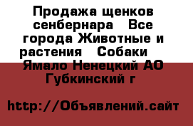 Продажа щенков сенбернара - Все города Животные и растения » Собаки   . Ямало-Ненецкий АО,Губкинский г.